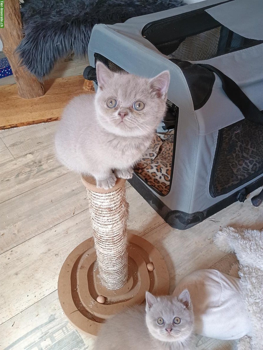 1 BKH Kitten, Mädchen zu verkaufen