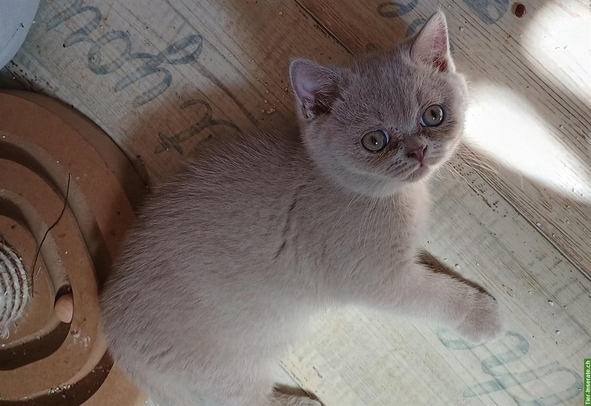 Bild 2: 1 BKH Kitten, Mädchen zu verkaufen