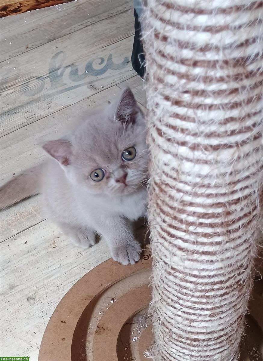Bild 3: 1 BKH Kitten, Mädchen zu verkaufen