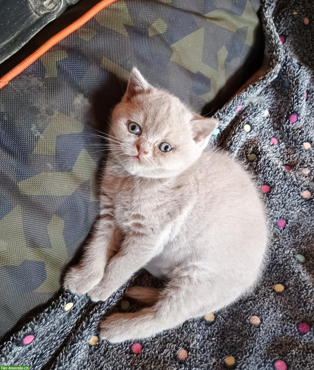 Bild 4: 1 BKH Kitten, Mädchen zu verkaufen