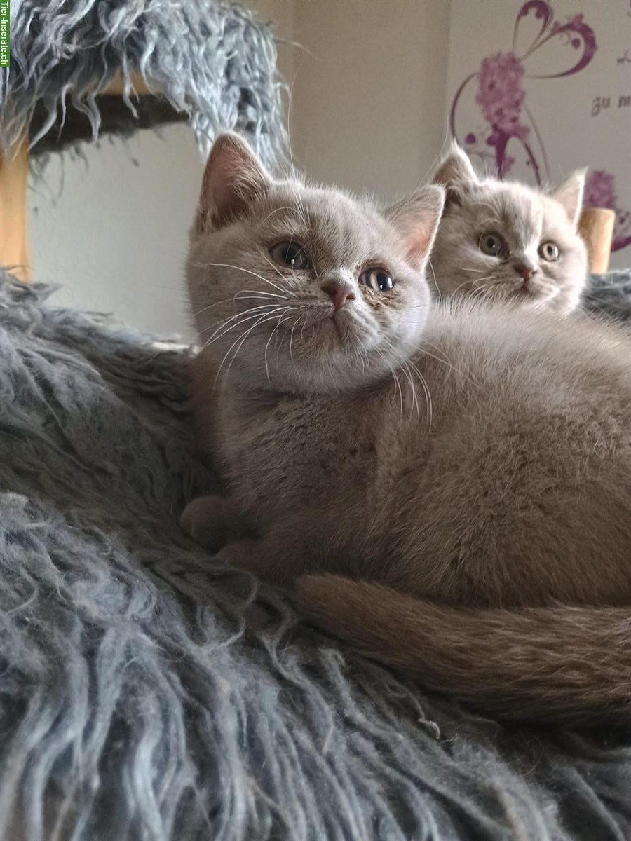 Bild 5: 1 BKH Kitten, Mädchen zu verkaufen