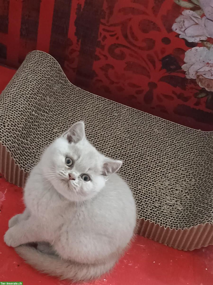 Bild 6: BKH Kitten Mädchen zu verkaufen