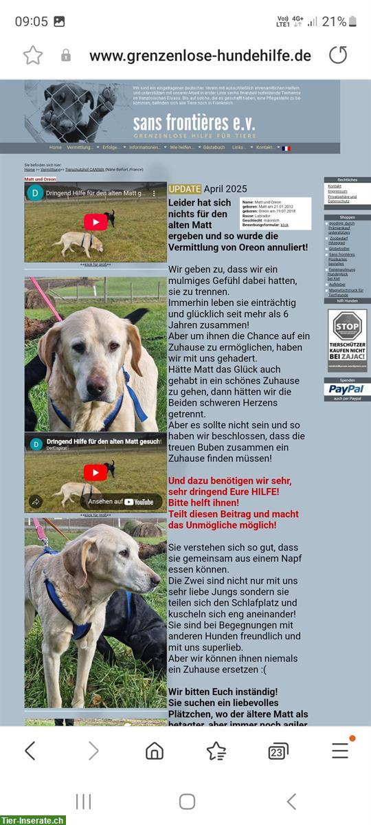 Bild 3: Schwarze Labrador Hündin - ein dringender Notfall!