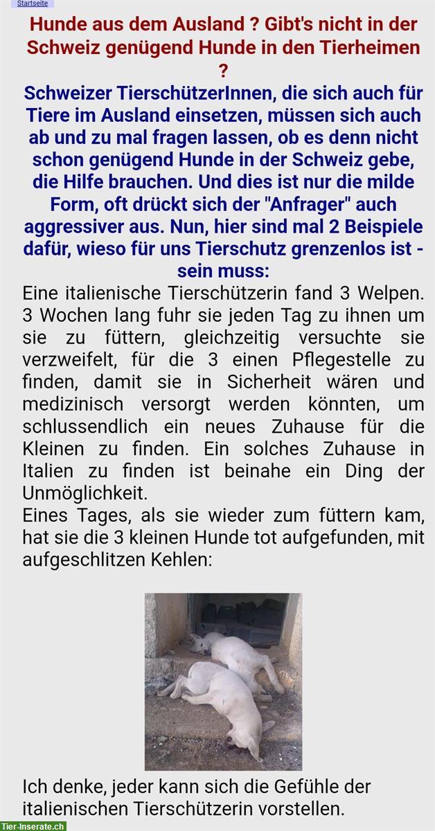 Bild 4: Schwarze Labrador Hündin - ein dringender Notfall!