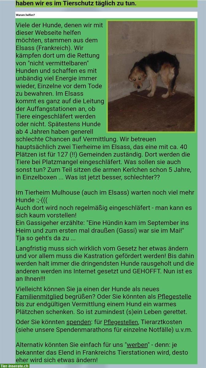 Bild 6: Schwarze Labrador Hündin - ein dringender Notfall!