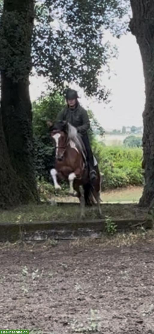 Bild 8: Tolles Freizeitpferd, Mangalarga Marchador zu verkaufen