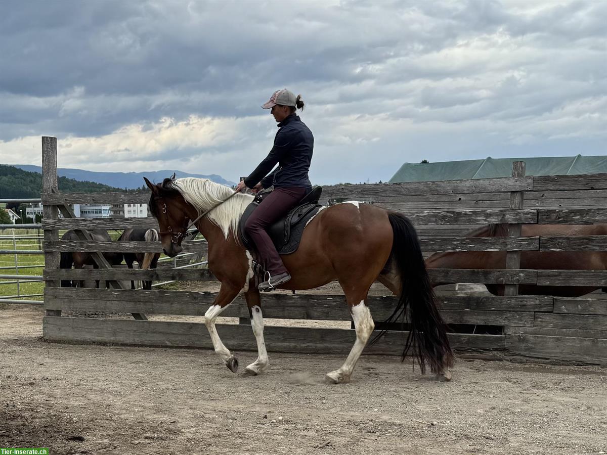 Bild 9: Tolles Freizeitpferd, Mangalarga Marchador zu verkaufen