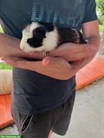 Bieten Platz für Meerschweinchen