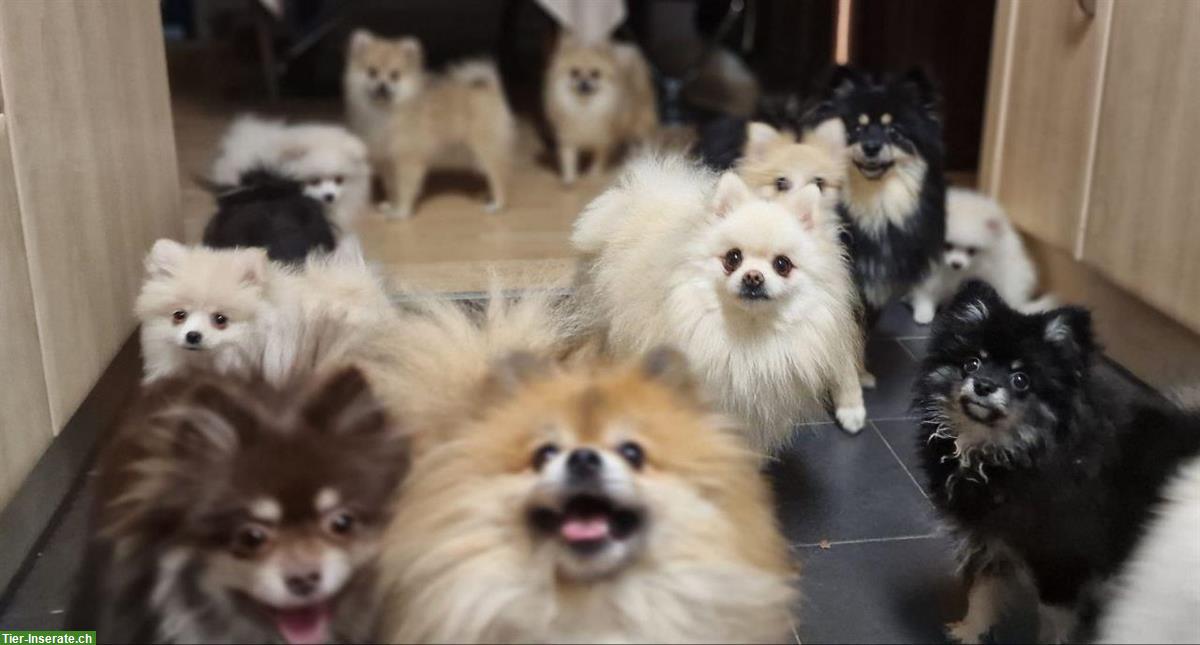 Bild 6: Pomeranian Zwergspitz Welpen aus Schweizer Familien Hobbyzucht
