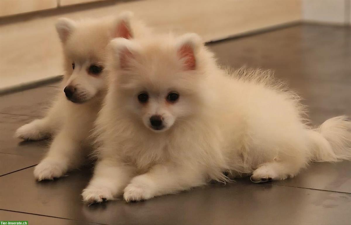 Bild 7: 🐶Pomeranian Zwergspitz aus Schweizer Familie Hobbyzucht❤️