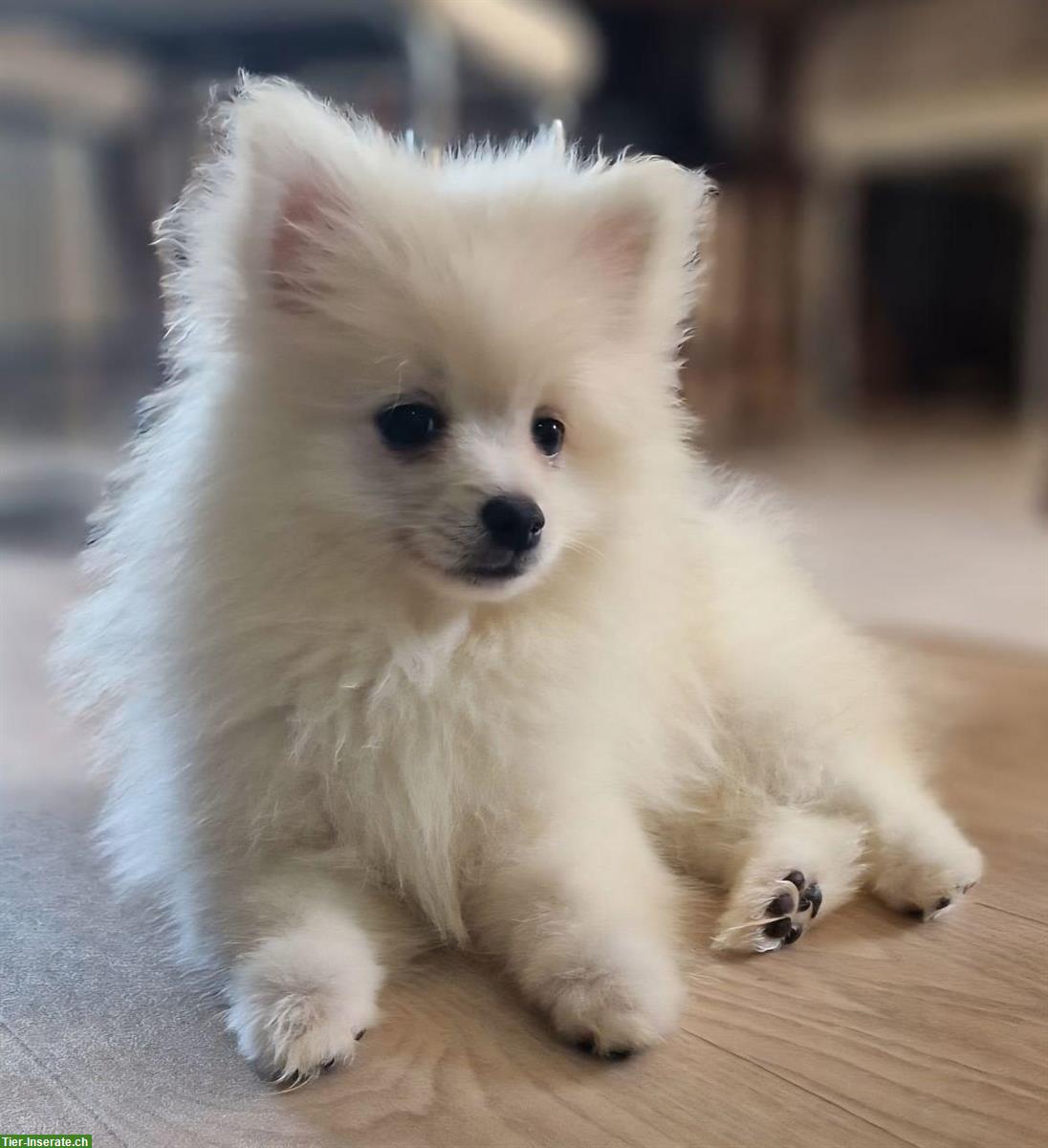 Bild 8: 🐶Pomeranian Zwergspitz aus Schweizer Familie Hobbyzucht❤️