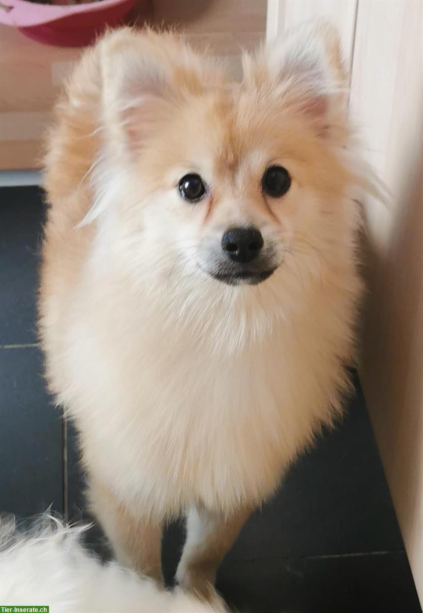 Bild 9: 🐶Pomeranian Zwergspitz aus Schweizer Familie Hobbyzucht❤️