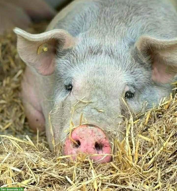 Schweine suchen «Unterstand» einen Lebensplatz, Zentralschweiz