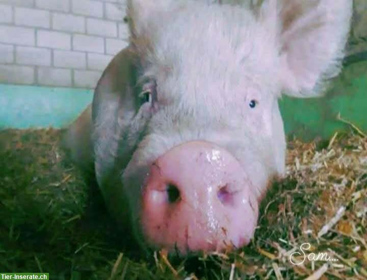 Bild 2: Schweine suchen «Unterstand» einen Lebensplatz, Zentralschweiz