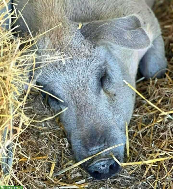 Bild 3: Schweine suchen «Unterstand» einen Lebensplatz, Zentralschweiz