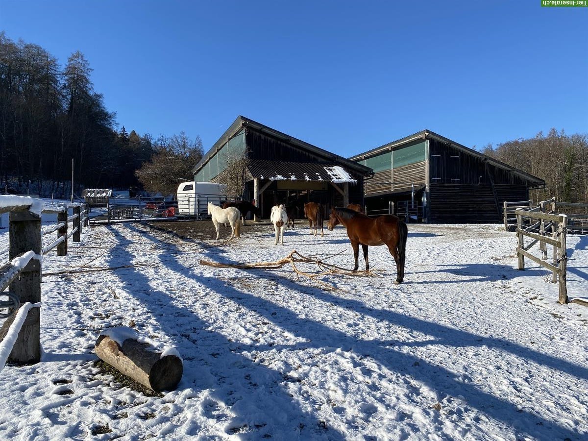 Bild 10: Bieten Offenstall / Aktivstall / Altersweide in Bachs ZH