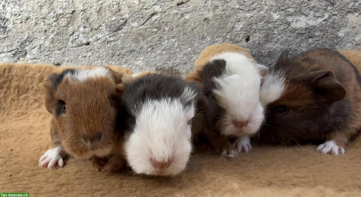 Bild 3: CH Teddy Meerschweinchen, versch. Farben & Alter aus Zucht