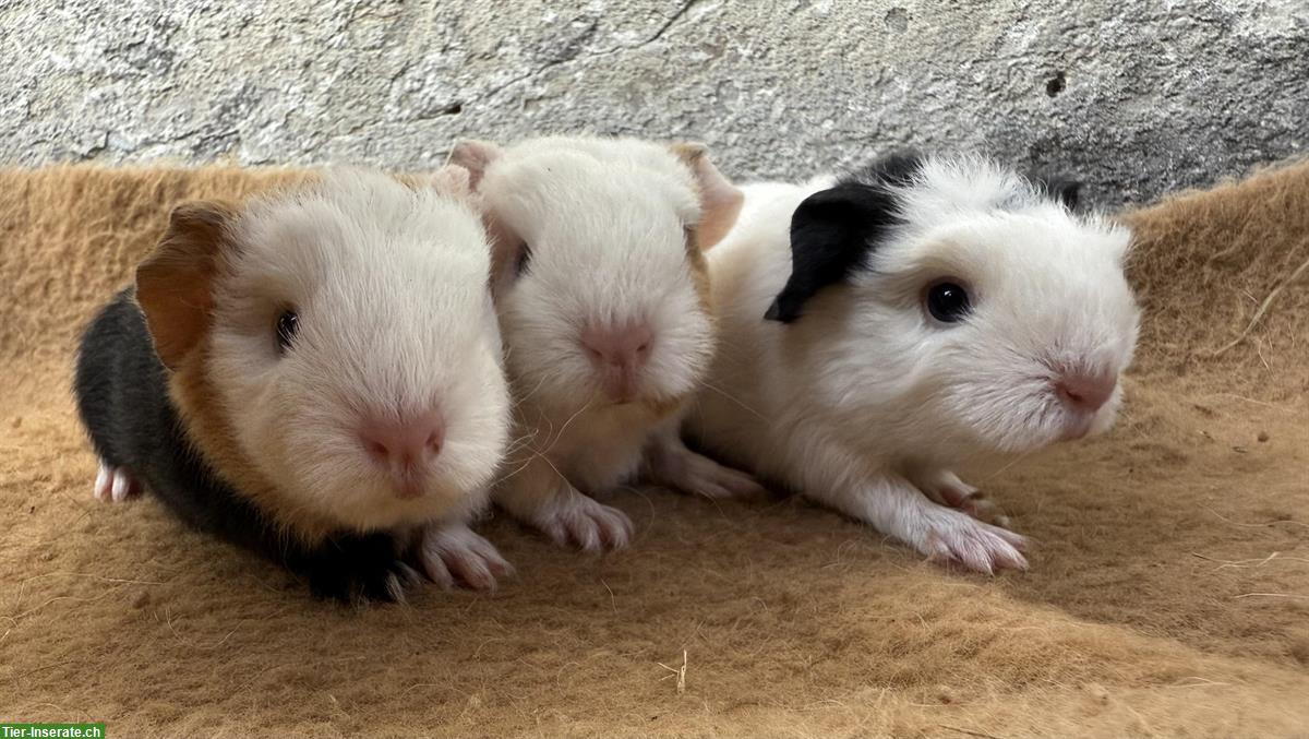 Bild 4: CH Teddy Meerschweinchen, versch. Farben & Alter aus Zucht