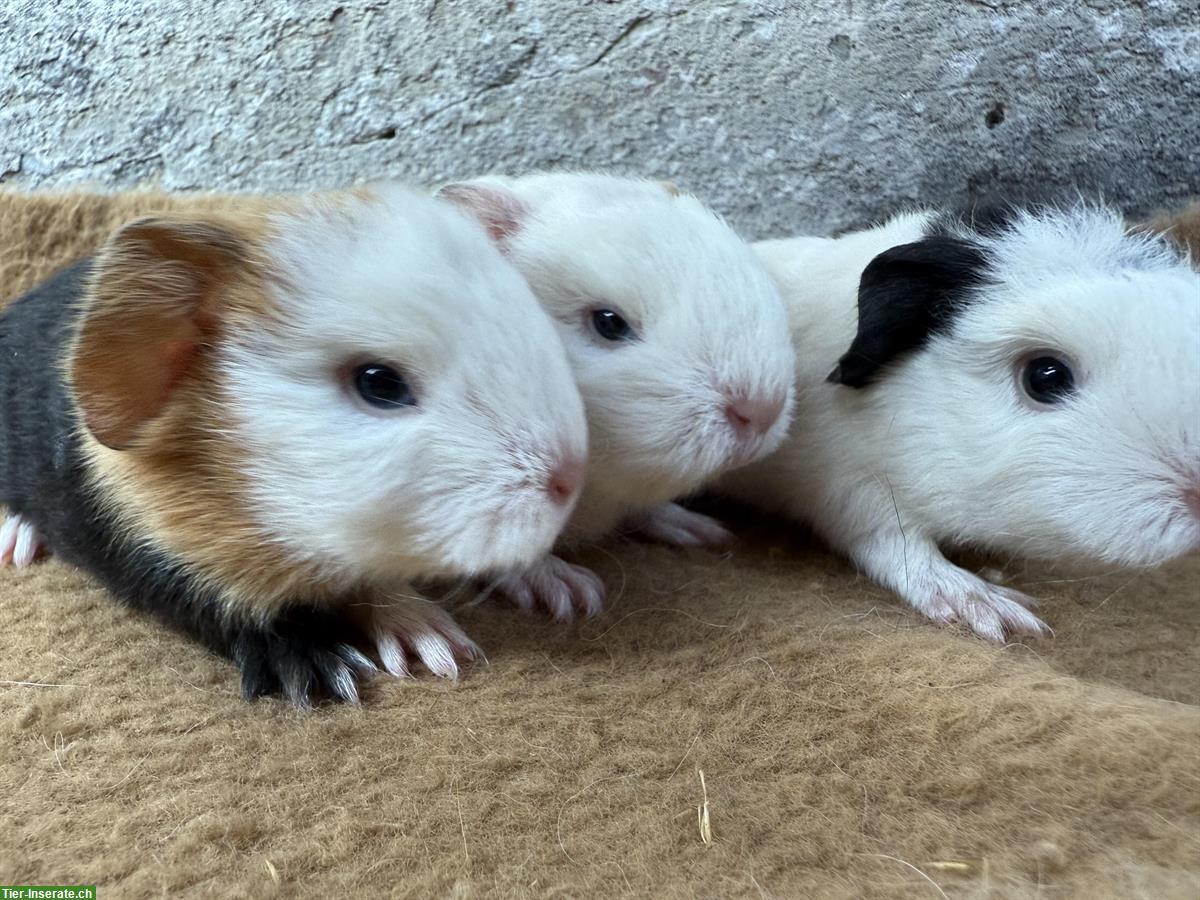 Bild 5: CH Teddy Meerschweinchen, versch. Farben & Alter aus Zucht