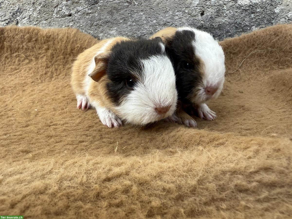 Bild 6: CH Teddy Meerschweinchen, versch. Farben & Alter aus Zucht