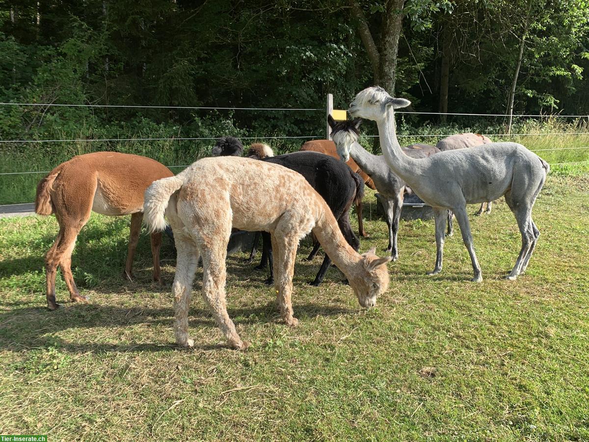Bild 2: Appaloosa Alpaka Hengst und Stutfohlen gesucht