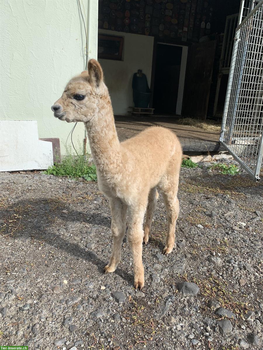 Bild 3: Appaloosa Alpaka Hengst und Stutfohlen gesucht