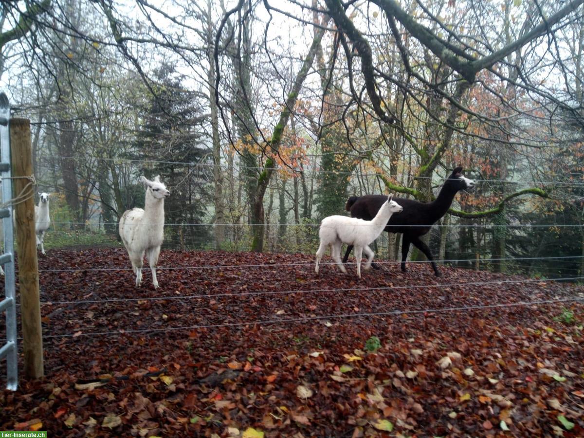 Bild 3: Lama Hengste Jungtiere zu verkaufen