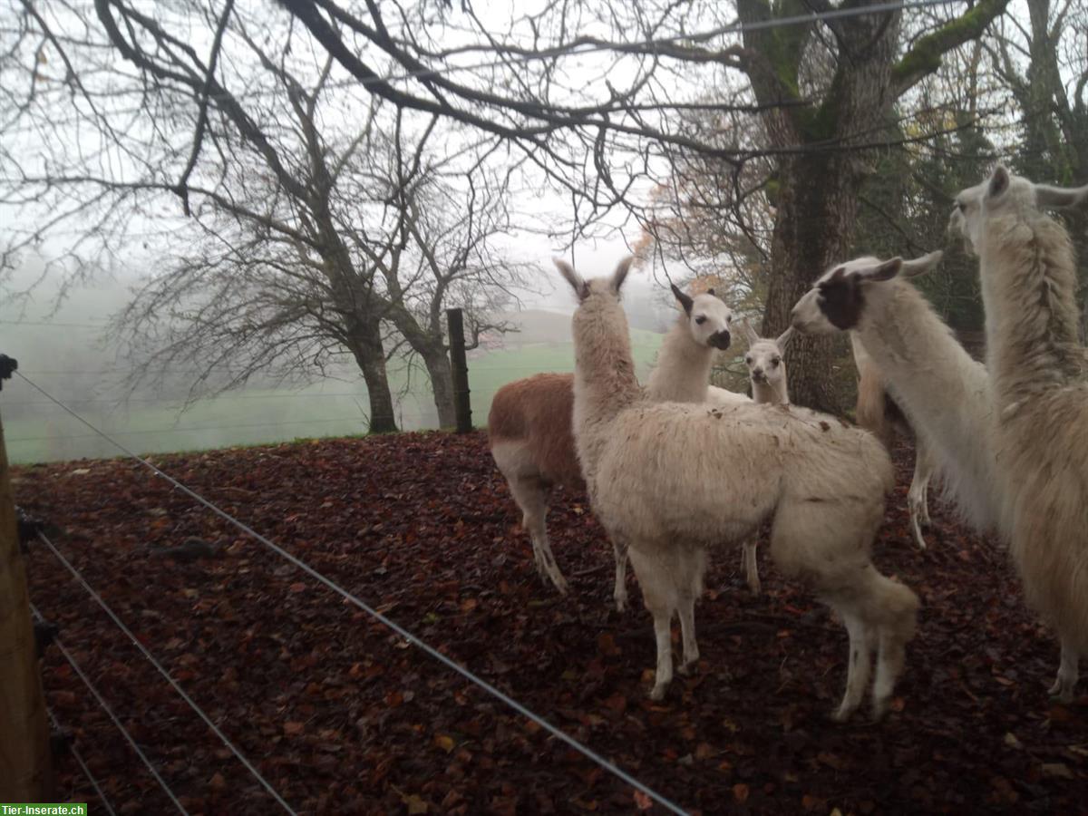 Bild 5: Lama Hengste Jungtiere zu verkaufen