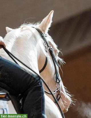 Bild 3: «Ready to Show» - Allrounderin für Freizeit & Sport