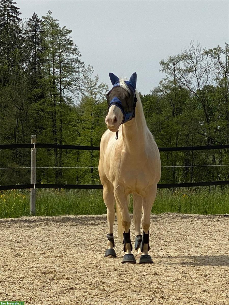 Bild 8: «Ready to Show» - Allrounderin für Freizeit & Sport