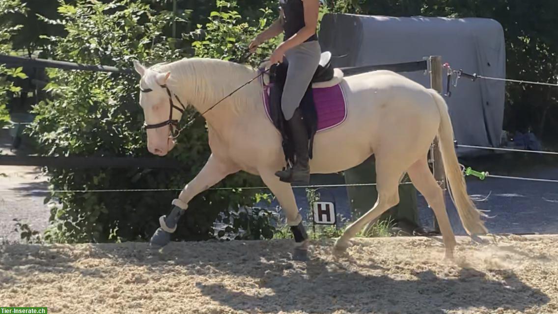 Bild 9: «Ready to Show» - Allrounderin für Freizeit & Sport