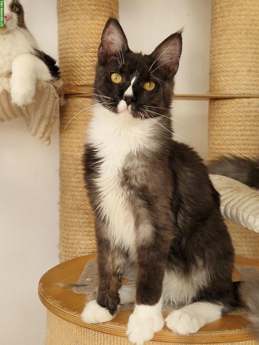 Wunderschöne Maine Coon Katzen mit Stammbaum