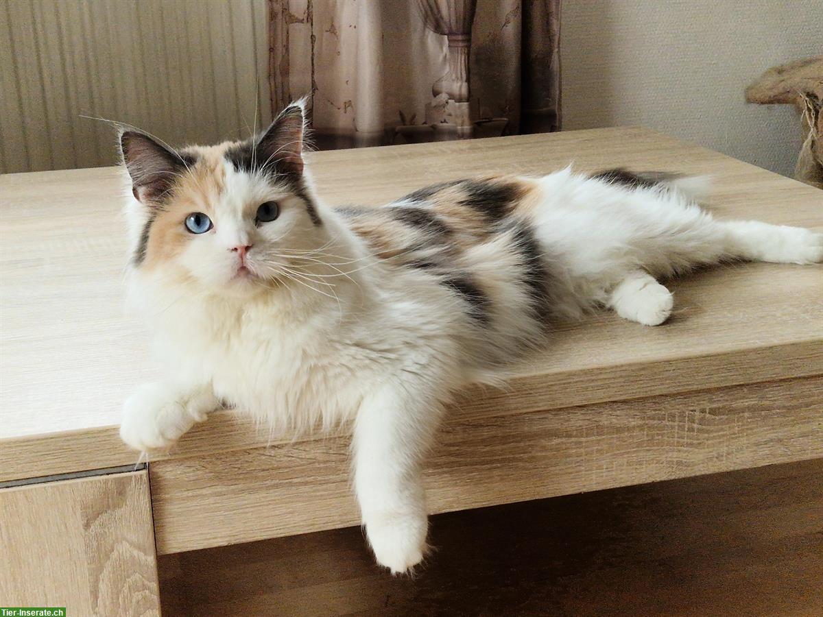 Bild 4: Wunderschöne Maine Coon Katzen mit Stammbaum