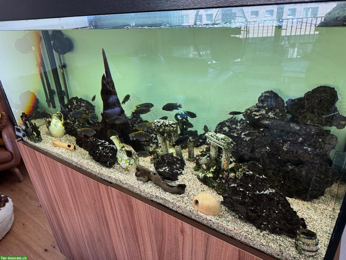 Bild 3: Komplettes Aquarium mit Malawi Süsswasser-Fische
