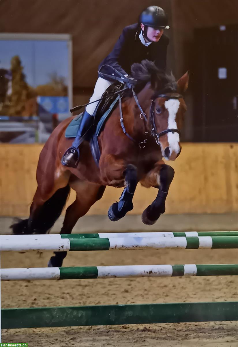 Bild 2: Springpony zu verkaufen