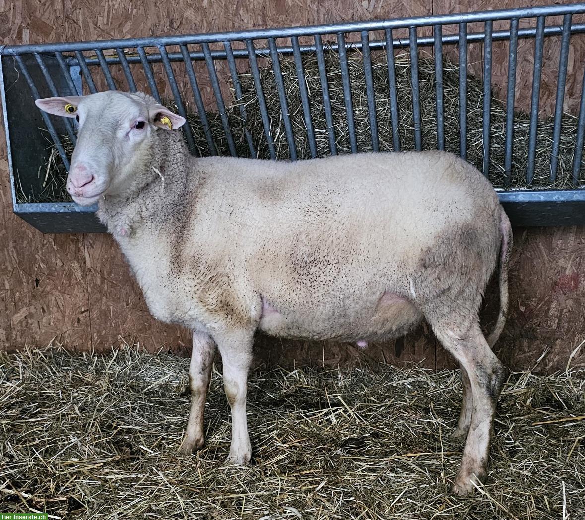 Bild 2: Ostfriesischer Milchschafbock zu verkaufen