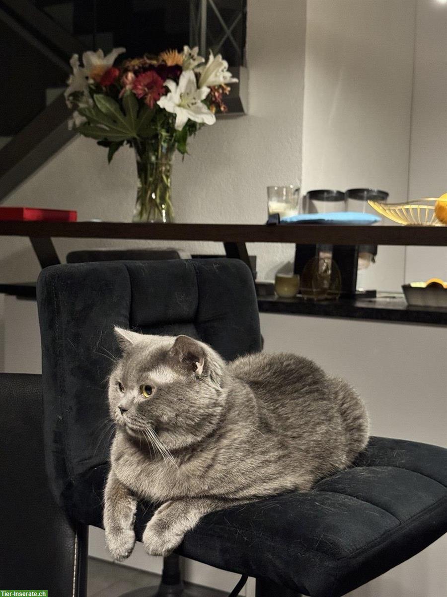 Bild 4: Deckkater BKH, reinrassig, nicht zum Verkaufen!