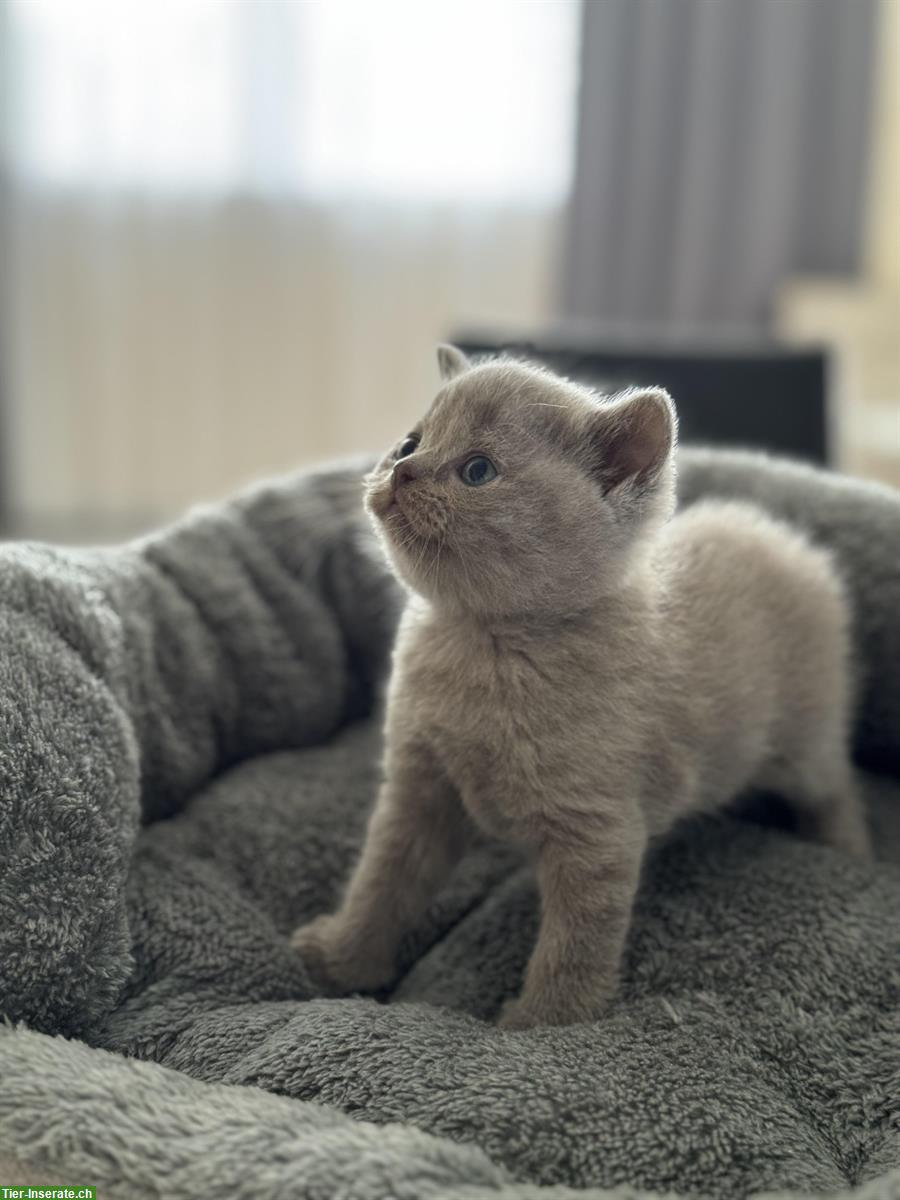 Bild 5: Deckkater BKH, reinrassig, nicht zum Verkaufen!