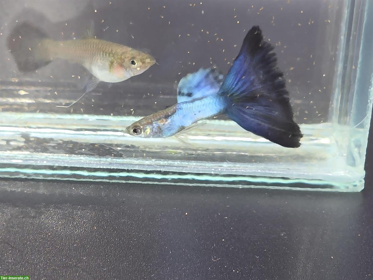 Erbreine gesunde Hochzucht Guppies abzugeben