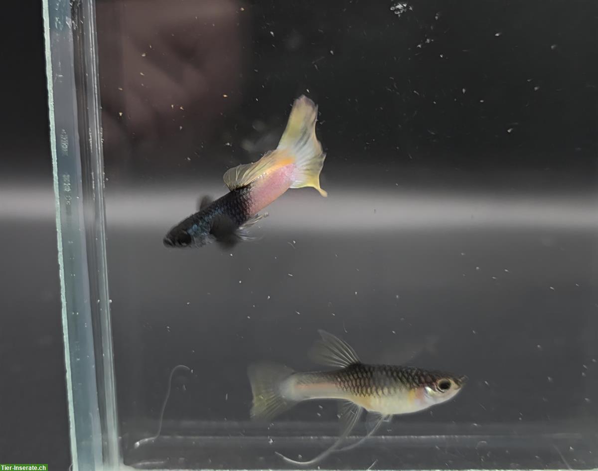 Bild 2: Erbreine gesunde Hochzucht Guppies abzugeben