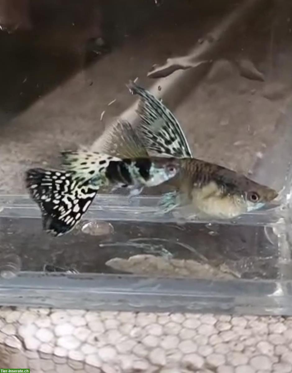 Bild 3: Erbreine gesunde Hochzucht Guppies abzugeben