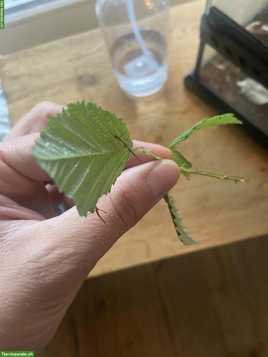 Bild 4: Stabheuschrecken Eier (Megaphasma dentricus) zu verkaufen