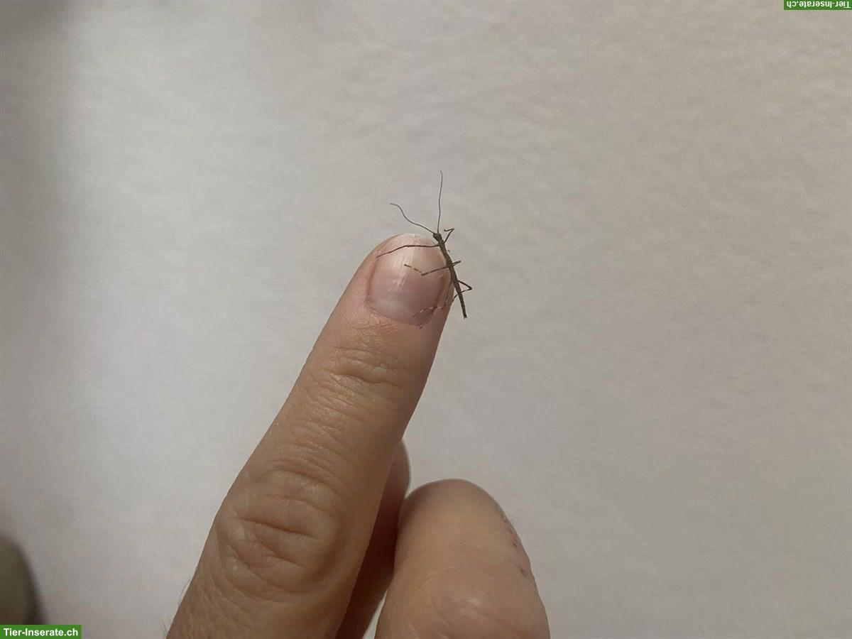 Bild 5: Stabheuschrecken Eier (Megaphasma dentricus) zu verkaufen