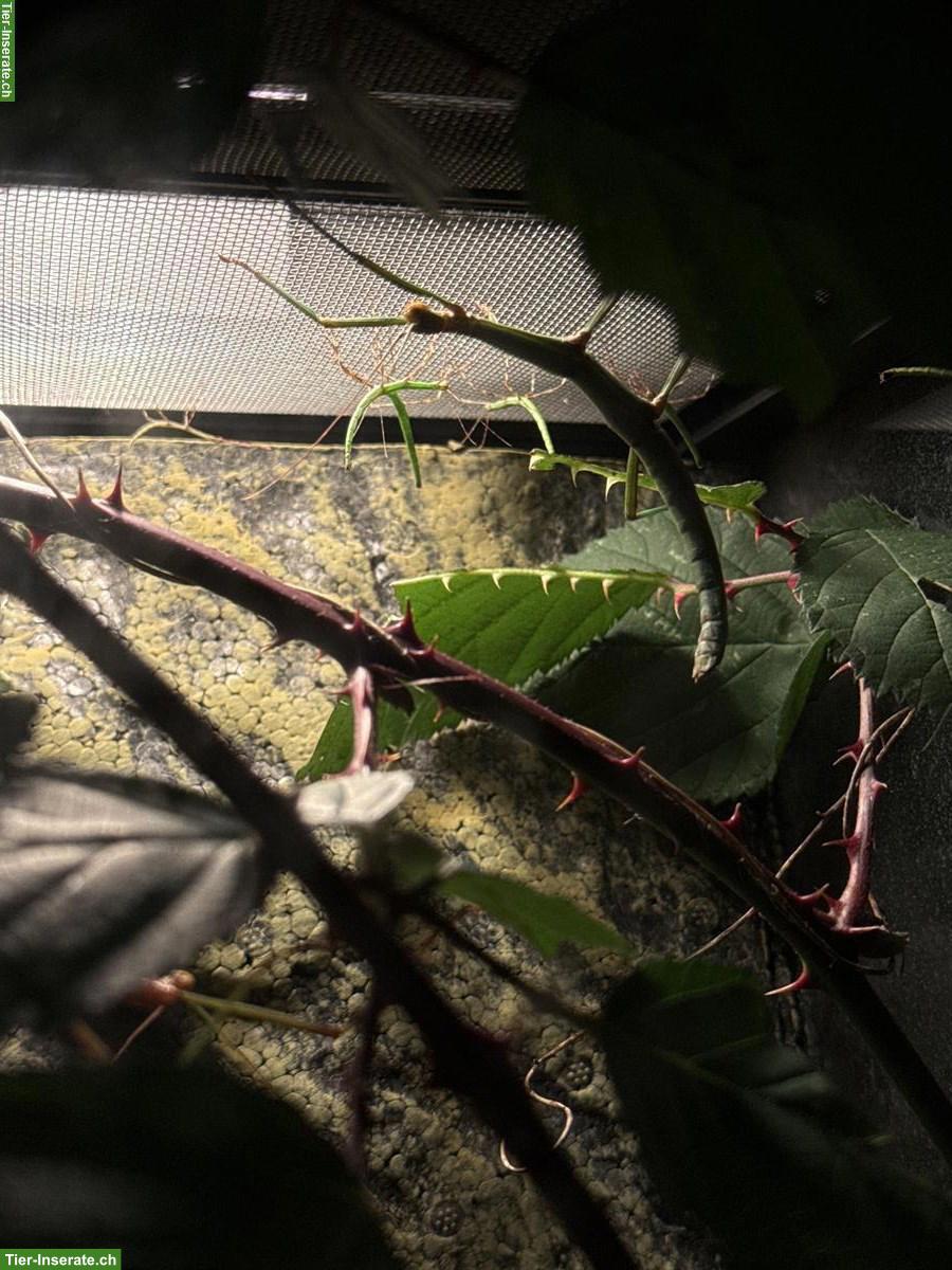 Bild 6: Stabheuschrecken Eier (Megaphasma dentricus) zu verkaufen