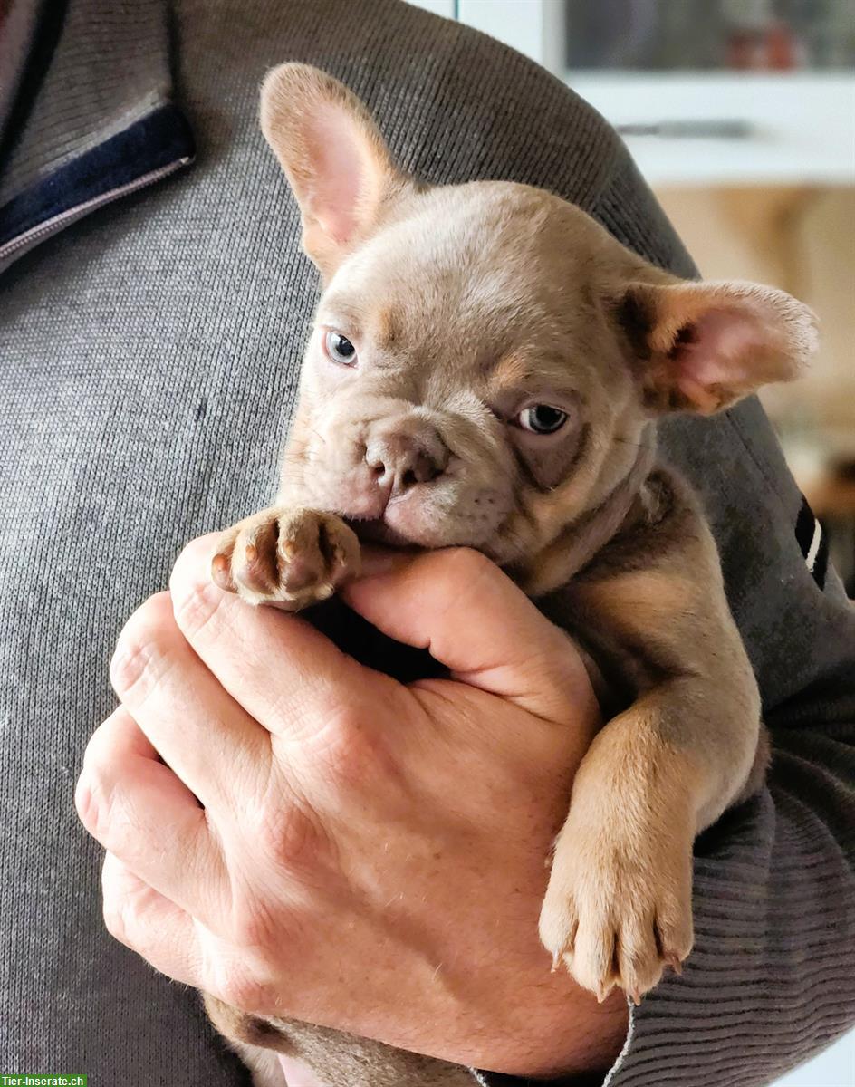 Bild 5: Französische Bulldoggen Welpen aus Schweizer Zucht