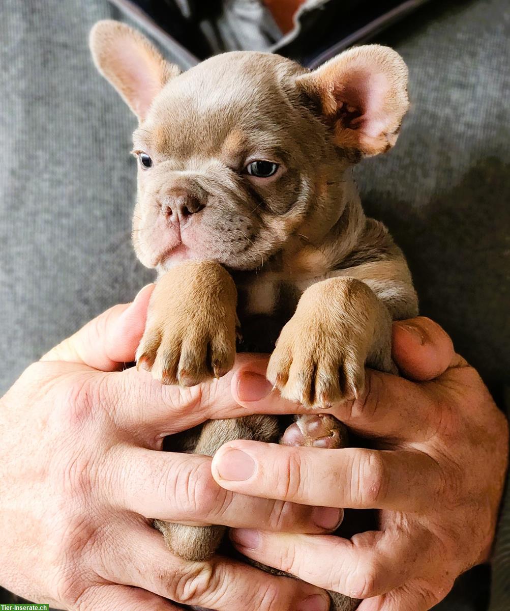 Bild 6: Französische Bulldoggen Welpen aus Schweizer Zucht