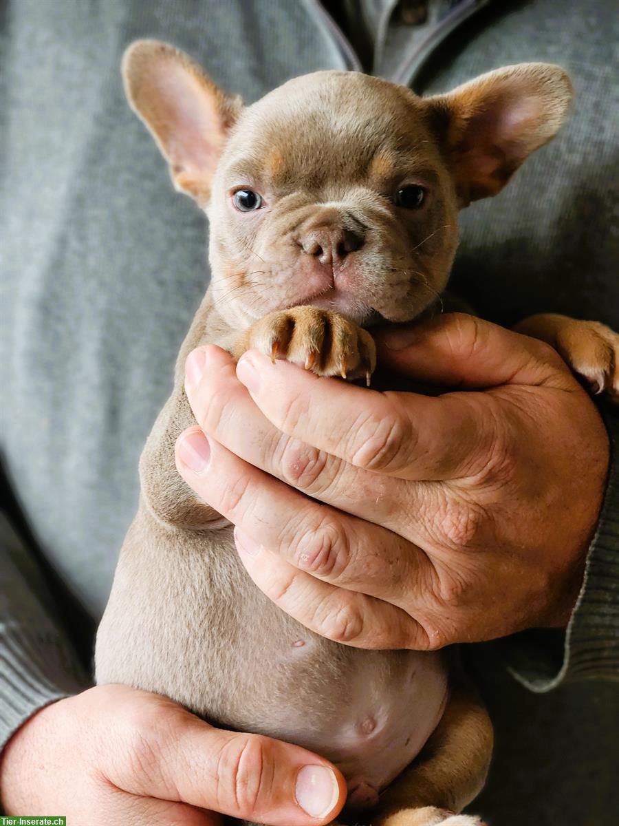Bild 7: Französische Bulldoggen Welpen aus Schweizer Zucht