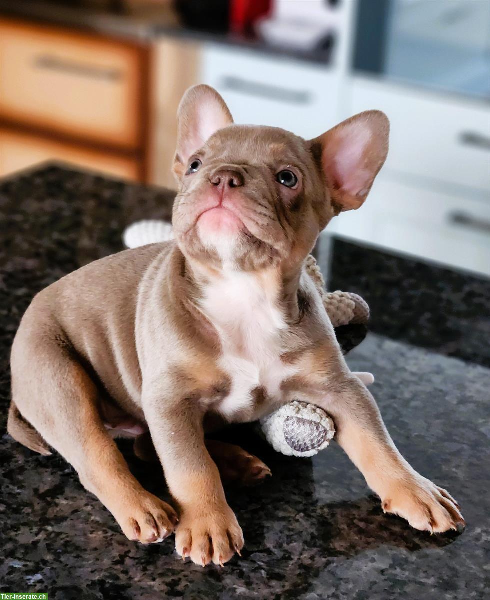 Bild 8: Französische Bulldoggen Welpen aus Schweizer Zucht