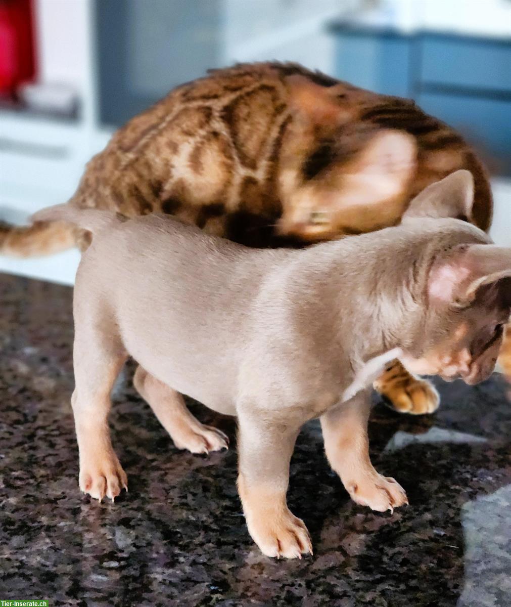 Bild 9: Französische Bulldoggen Welpen aus Schweizer Zucht