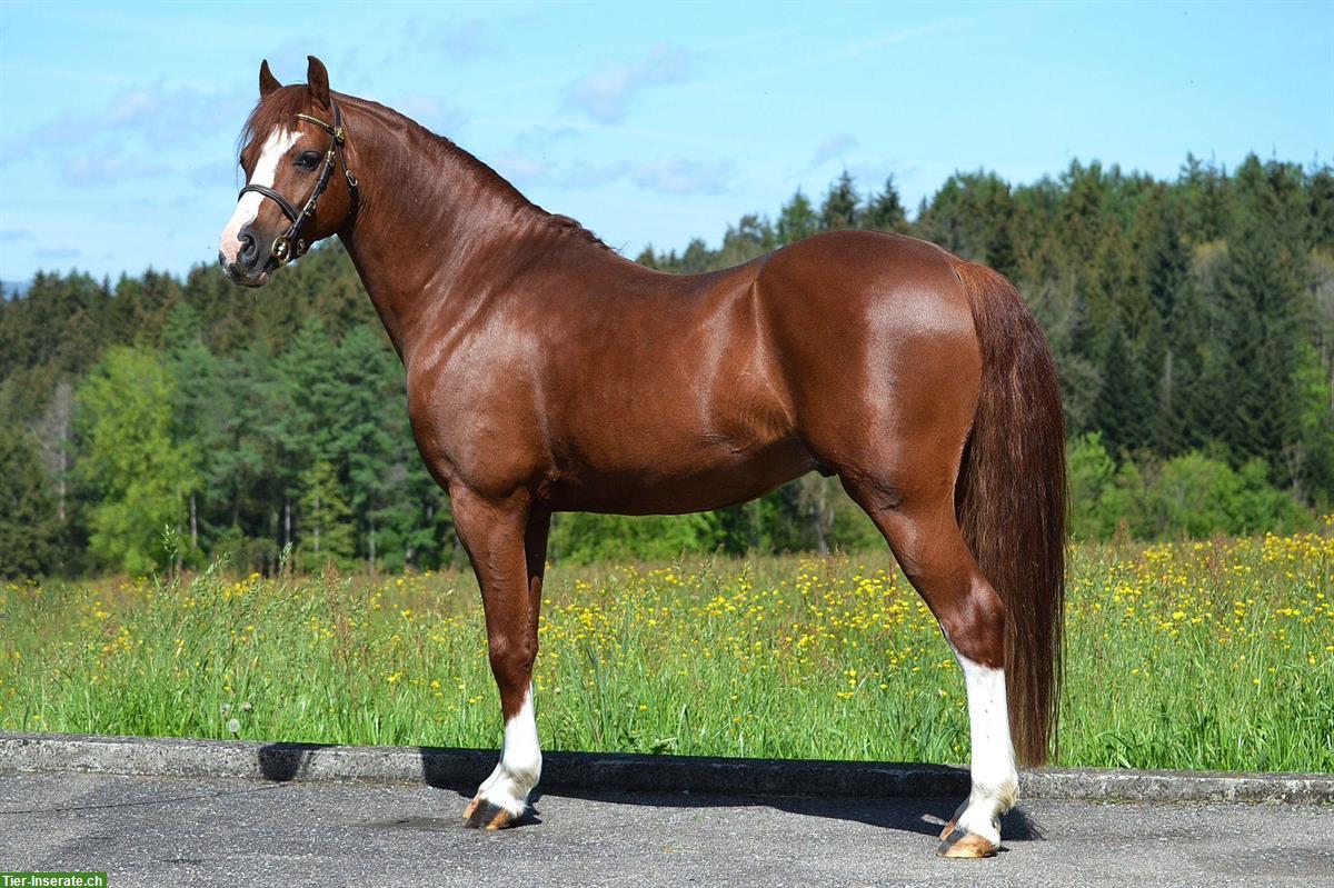 Bild 9: Welsh Partbred Jährling zu verkaufen